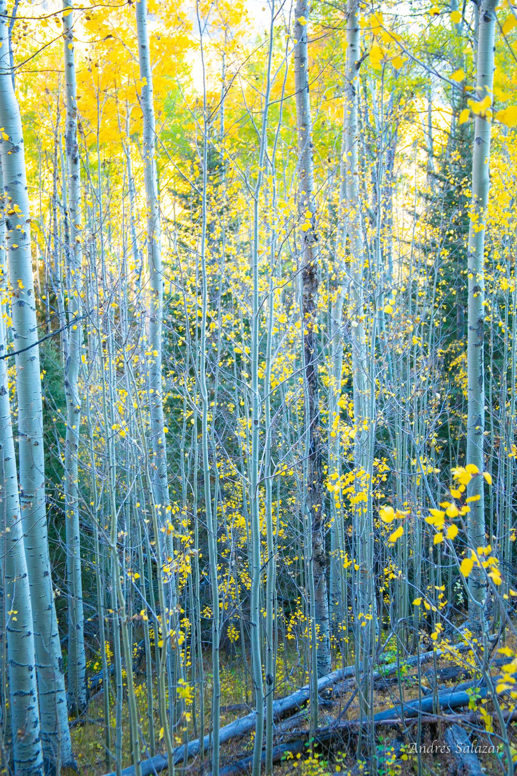 Aspen trees